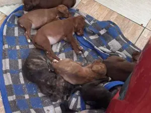 Cachorro raça Labradores  idade Abaixo de 2 meses nome Ñ tem nomes