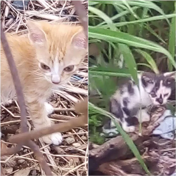 Gato ra a Gato idade Abaixo de 2 meses nome Gatos