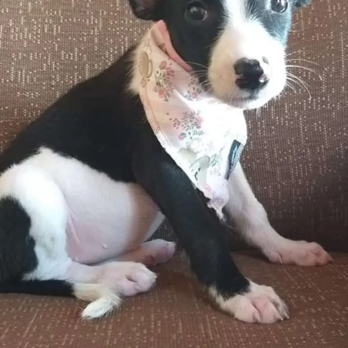 Cachorro raça Srd idade 2 a 6 meses nome Filhote Taís