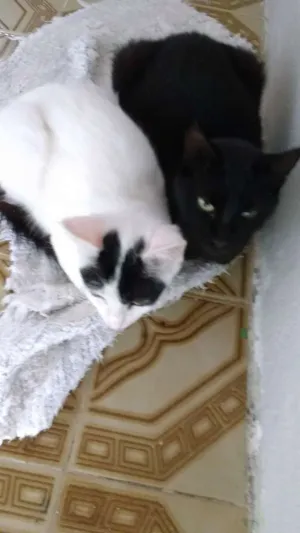Gato raça Comum idade 7 a 11 meses nome Não tem nome