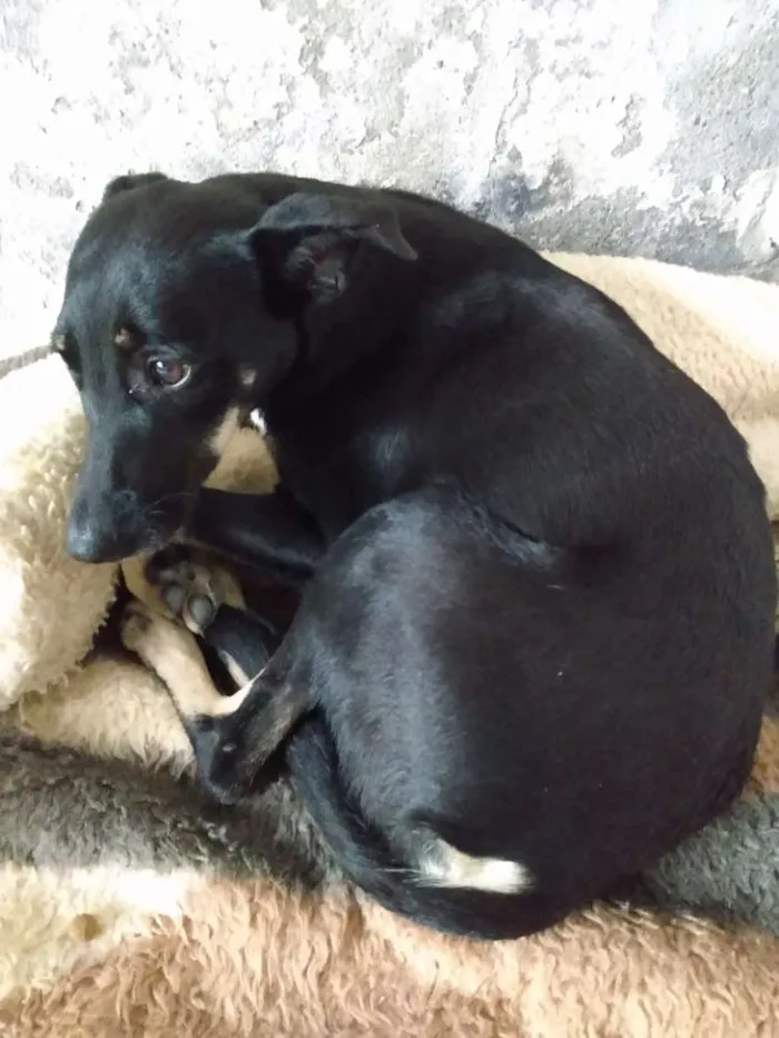 Cachorro ra a SRD idade 1 ano nome Lôla