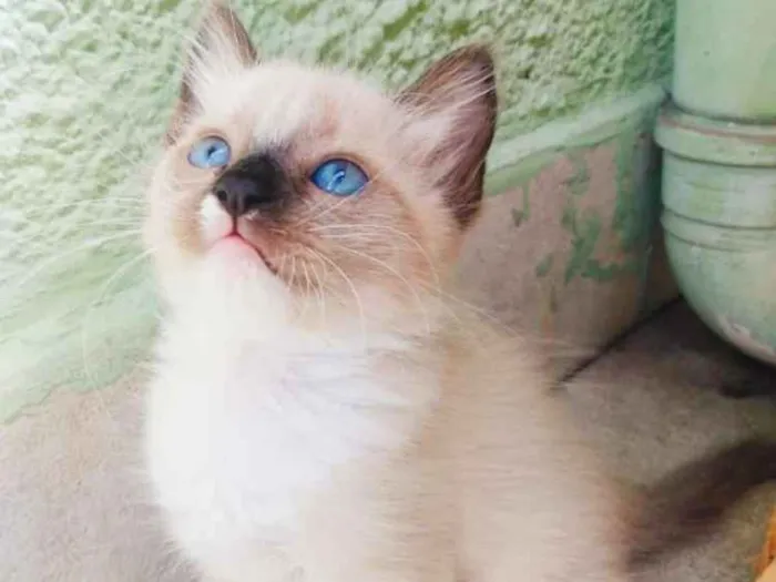 Gato ra a srd idade 2 a 6 meses nome sem nome