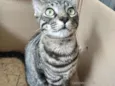 Tarê