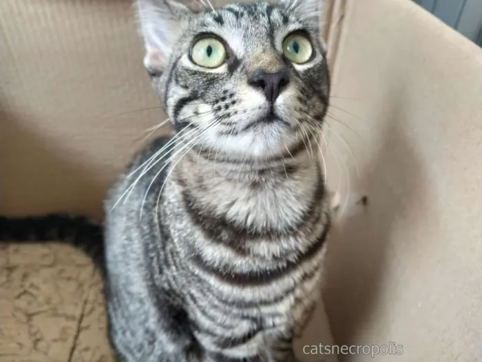 Gato ra a srd idade 2 a 6 meses nome Tarê