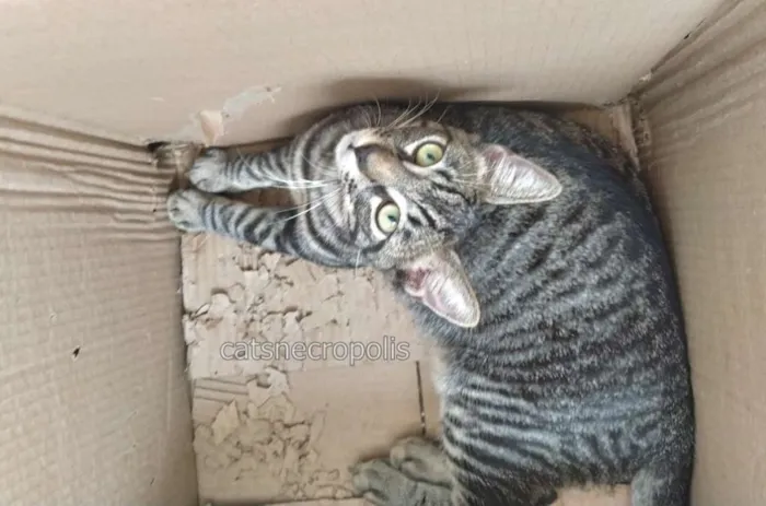 Gato ra a srd idade 2 a 6 meses nome Tarê