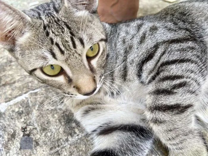 Gato ra a srd idade 7 a 11 meses nome Saquê