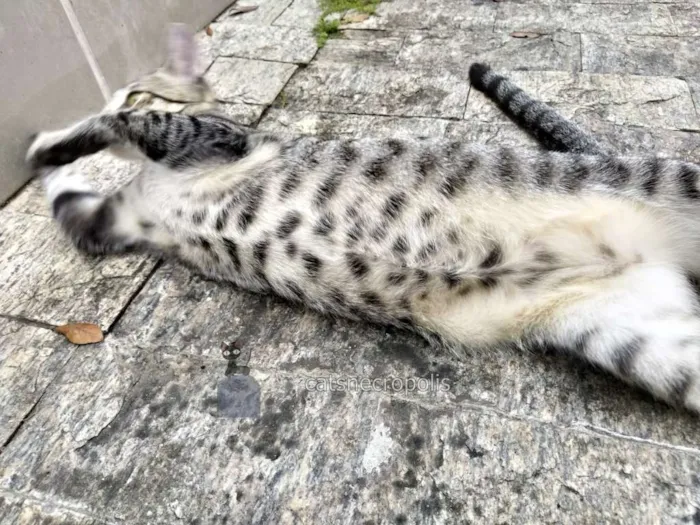 Gato ra a srd idade 7 a 11 meses nome Saquê