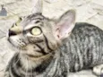 Tarê