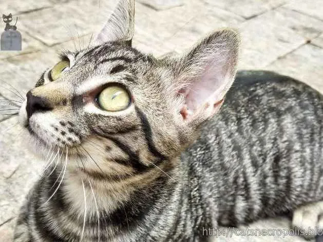Gato ra a srd idade 2 a 6 meses nome Tarê