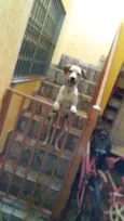 Laika