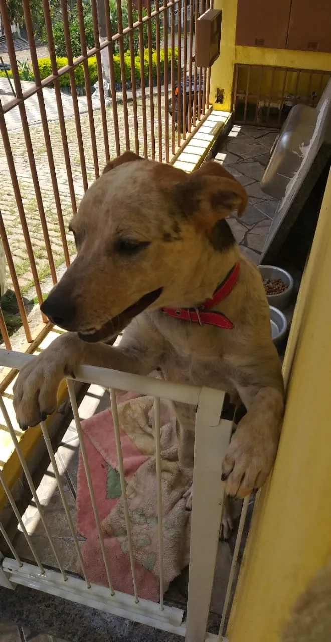 Cachorro ra a Vira lata c/ Pit Bull idade 7 a 11 meses nome Laika