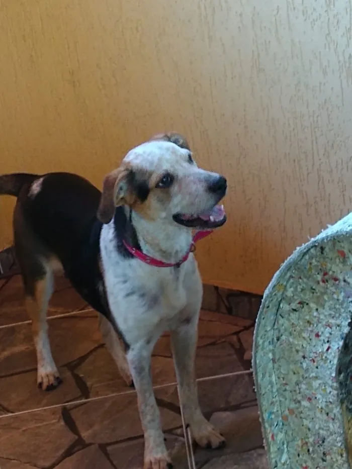 Cachorro ra a Vira lata c/ Pit Bull idade 7 a 11 meses nome Laika