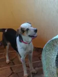 Laika