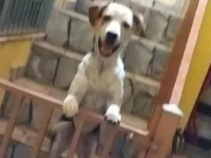 Cachorro raça Vira lata c/ Pit Bull idade 7 a 11 meses nome Laika