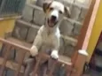Laika