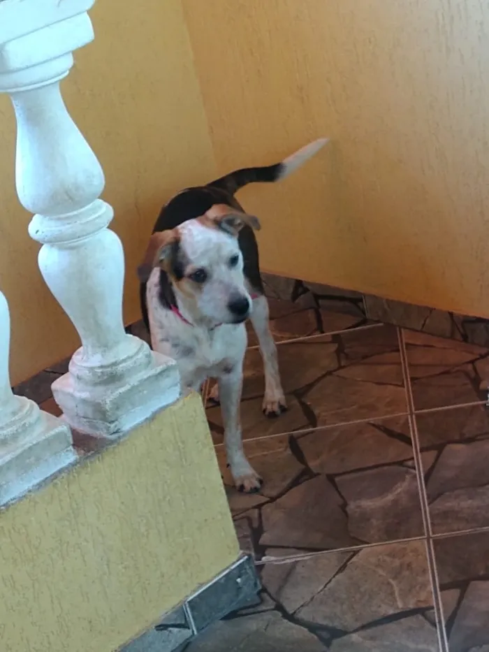 Cachorro ra a Vira lata c/ Pit Bull idade 7 a 11 meses nome Laika