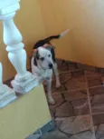 Laika