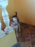 Laika