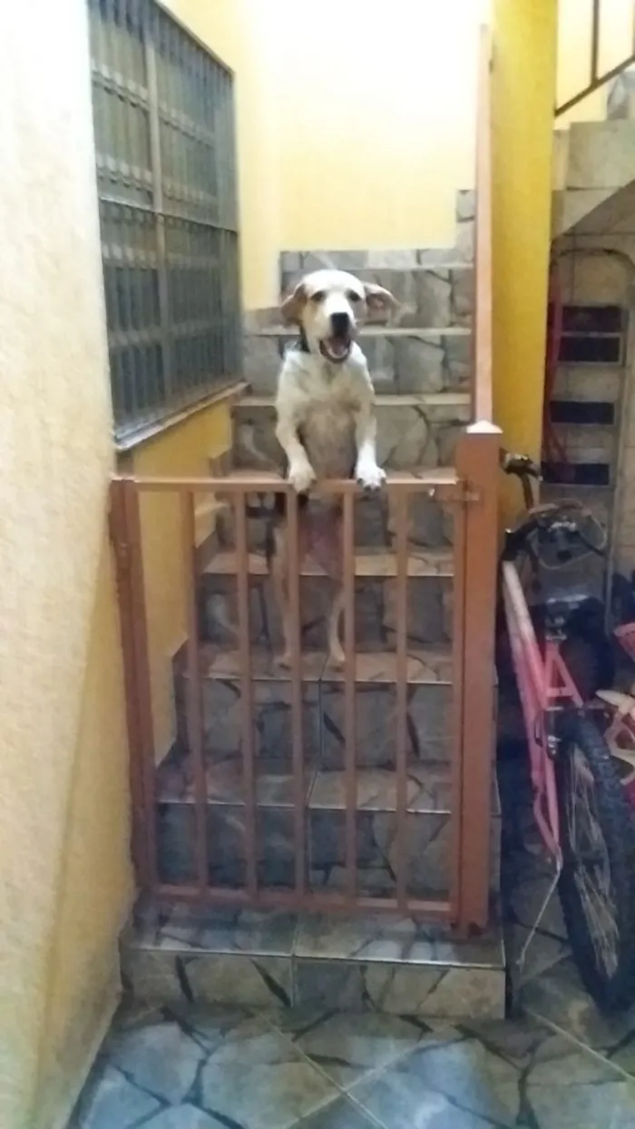 Cachorro ra a Vira lata c/ Pit Bull idade 7 a 11 meses nome Laika