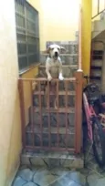 Laika