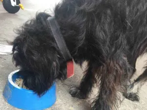 Cachorro raça Não definida idade 3 anos nome Tedy