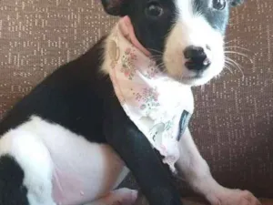 Cachorro raça Srd idade 2 a 6 meses nome Filhote Taís