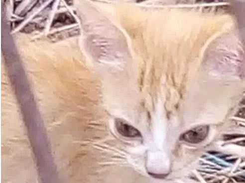 Gato ra a Gato idade Abaixo de 2 meses nome Gatos