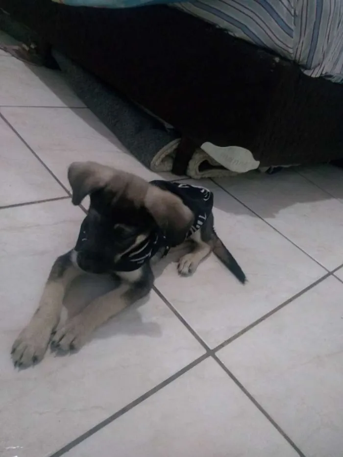 Cachorro ra a Viralata  idade 2 a 6 meses nome Théodor