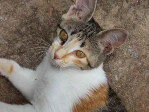 Gato raça Vira-lata idade 2 a 6 meses nome Rocambole