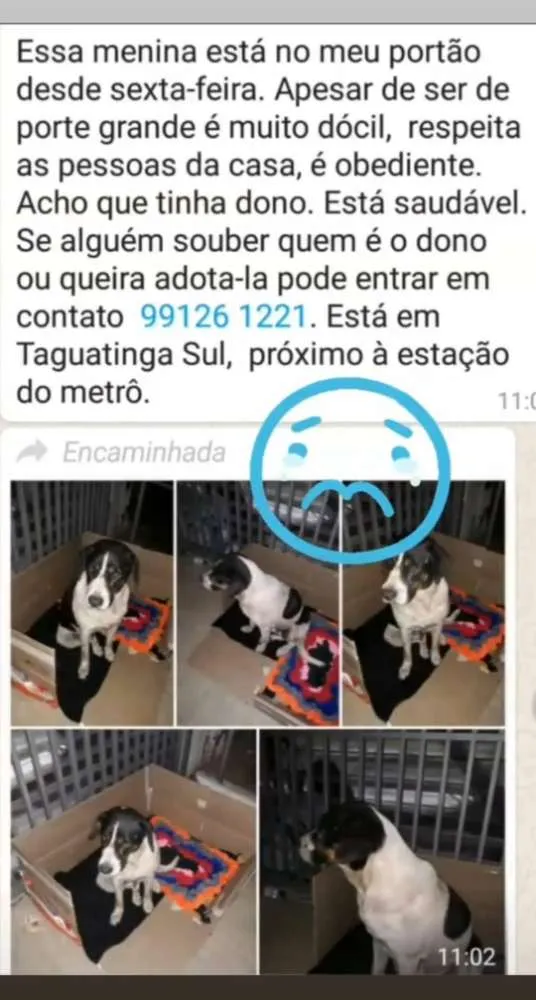 Cachorro ra a Não sei idade 1 ano nome Não sei