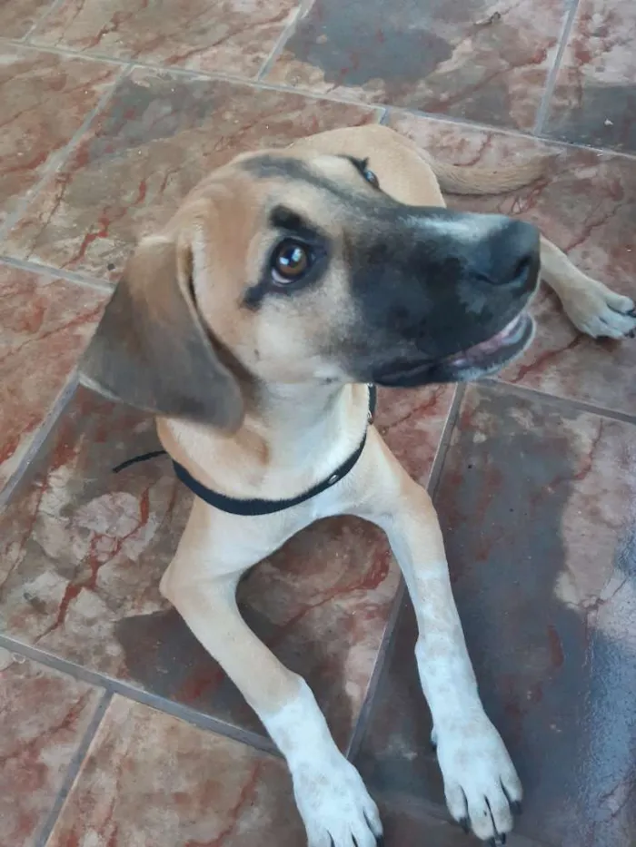 Cachorro ra a Não identificado  idade 2 a 6 meses nome Milo