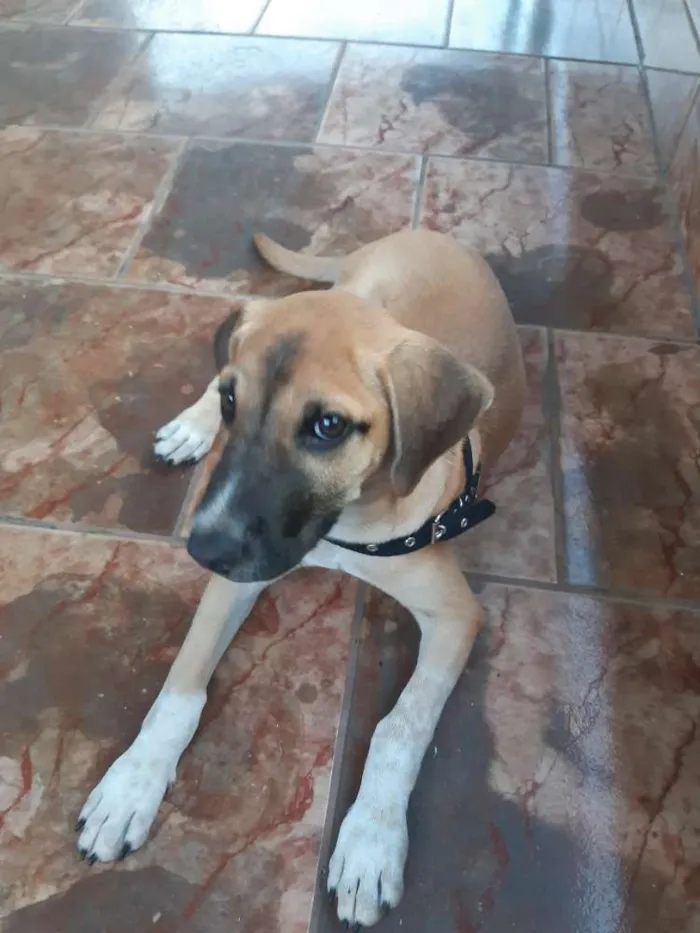 Cachorro ra a Não identificado  idade 2 a 6 meses nome Milo