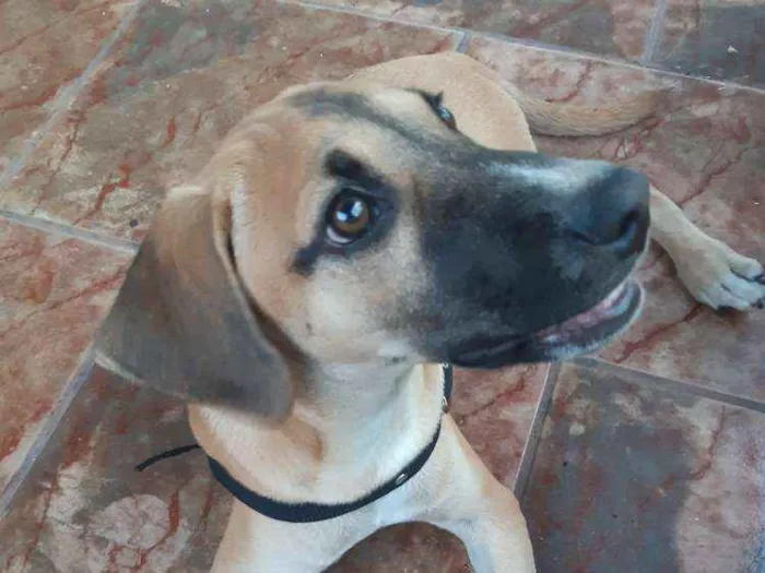 Cachorro ra a Não identificado  idade 2 a 6 meses nome Milo