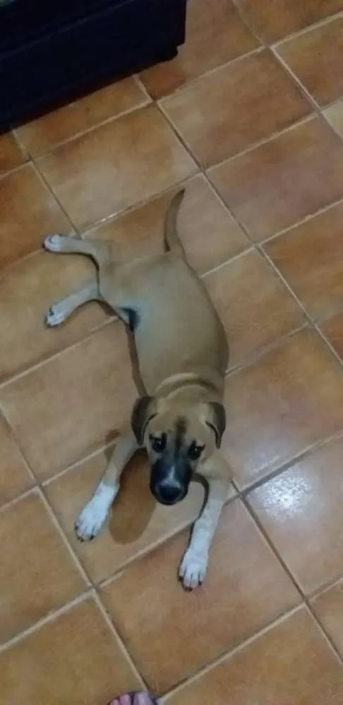 Cachorro ra a Não identificado  idade 2 a 6 meses nome Milo