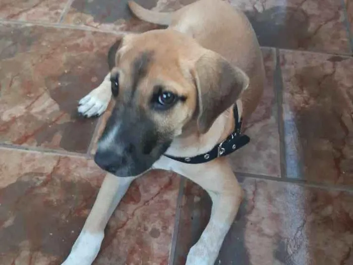 Cachorro ra a Não identificado  idade 2 a 6 meses nome Milo