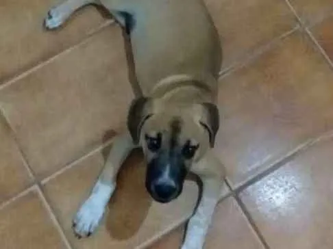 Cachorro ra a Não identificado  idade 2 a 6 meses nome Milo