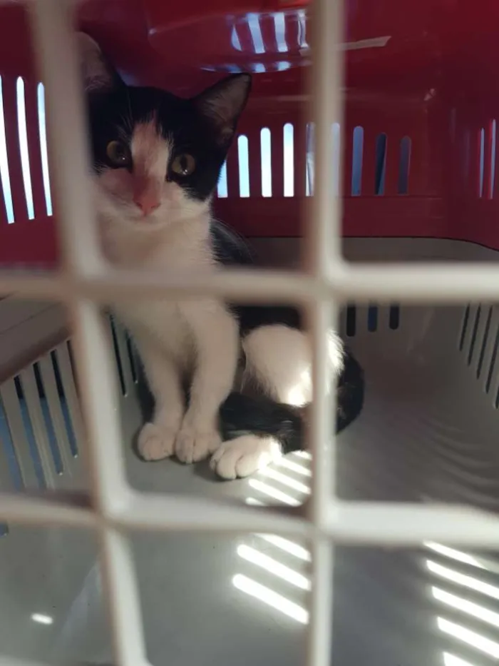 Gato ra a Não  sei idade 2 a 6 meses nome Manhoso