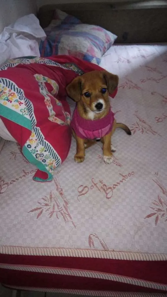 Cachorro ra a Vira lata idade 2 a 6 meses nome Maya