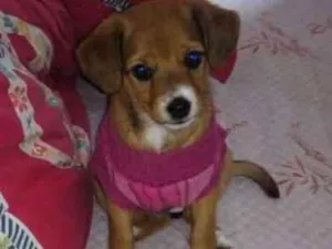 Cachorro raça Vira lata idade 2 a 6 meses nome Maya
