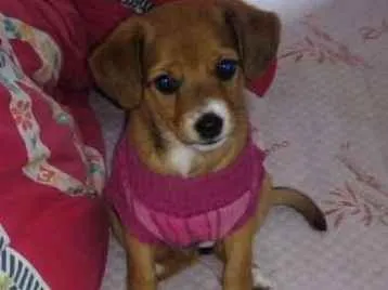 Cachorro ra a Vira lata idade 2 a 6 meses nome Maya