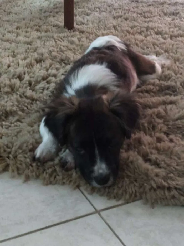 Cachorro ra a  idade  nome Amora