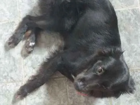 Cachorro ra a Labrador   idade 2 a 6 meses nome Nina