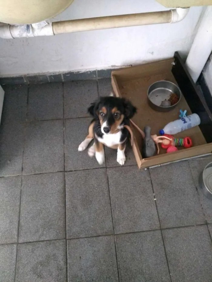 Cachorro raça Indefinida idade 2 a 6 meses nome Sem nome aparente