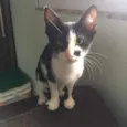 Amora