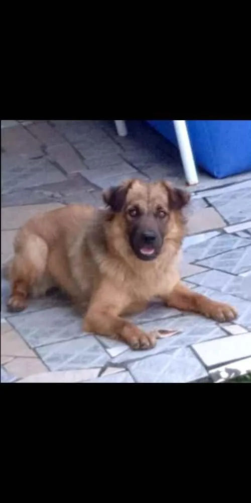 Cachorro ra a Gold Retriever com Chaw chaw idade 1 ano nome Sansão