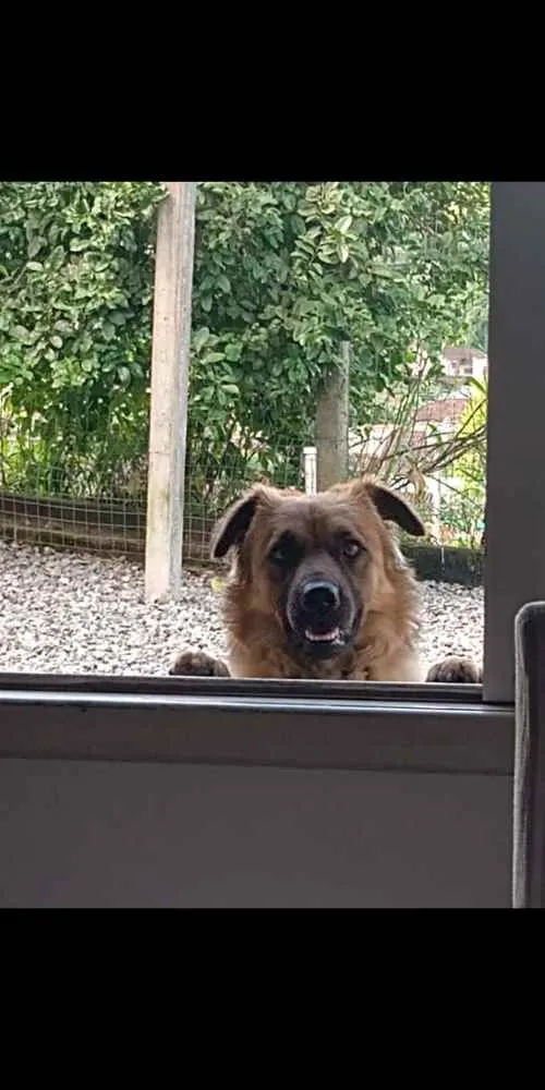 Cachorro ra a Gold Retriever com Chaw chaw idade 1 ano nome Sansão