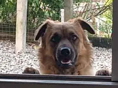 Cachorro ra a Gold Retriever com Chaw chaw idade 1 ano nome Sansão