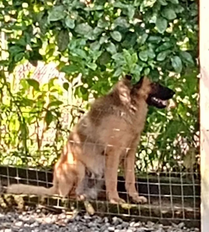 Cachorro ra a Gold Retriever com Chaw chaw idade 1 ano nome Sansão