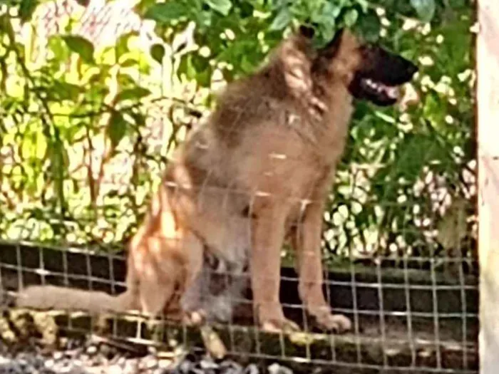 Cachorro ra a Gold Retriever com Chaw chaw idade 1 ano nome Sansão