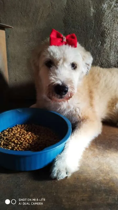 Cachorro ra a vira lata idade 6 ou mais anos nome cauÊ,safira,neguinha